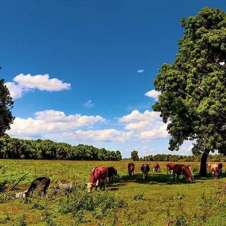 Zmaj Ognjeni Etno Concept