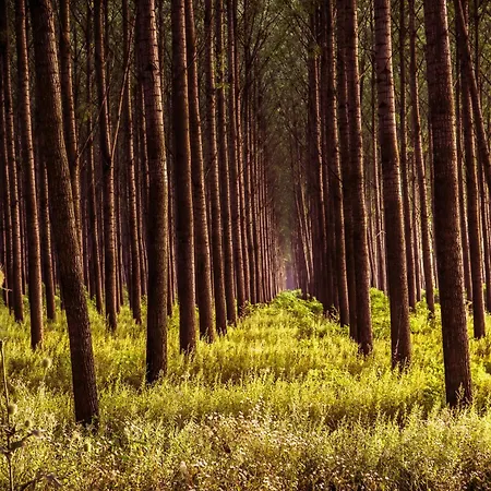 Apartament Zmaj Ognjeni Etno Concept Kupinovo