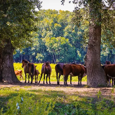 Zmaj Ognjeni Etno Concept * Kupinovo