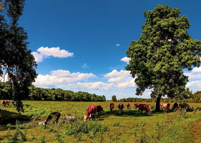 Zmaj Ognjeni Etno Concept