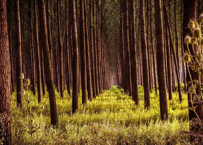 Apartament Zmaj Ognjeni Etno Concept Kupinovo