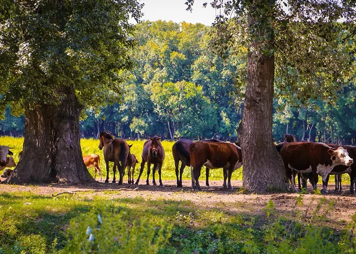 Zmaj Ognjeni Etno Concept * Kupinovo